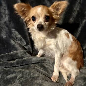Squeaky -  Chihuahua Dog for Adoption in Pelham, New Hampshire - Squeaky | PetCurious
