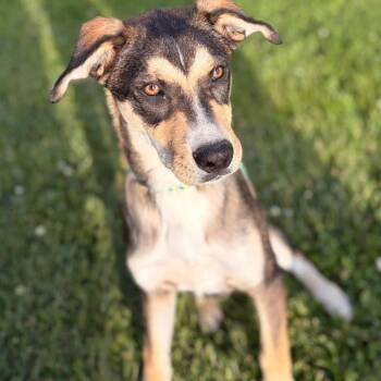 Mixed Breed Dogs Available for Adoption in Joliet, Illinois - Scottie | PetCurious