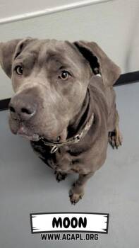 Cane Corso and Mixed Breed Dogs Available for Adoption - Moon | PetCurious