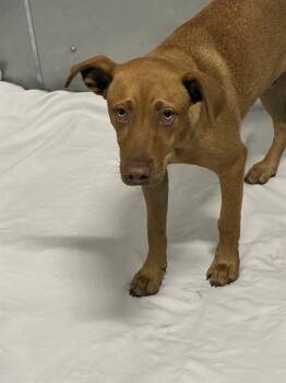SPARROW -  Labrador Retriever and Mixed Breed Dog Available for Adoption in Brunswick, Georgia - SPARROW | PetCurious