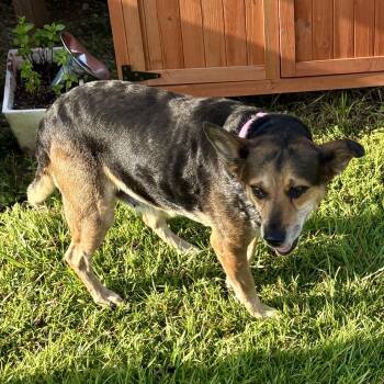 Sadie -  Mixed Breed Dog for Adoption in Brewton, Alabama - Sadie | PetCurious