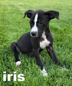 Iris -  Labrador Retriever Dog for Adoption in Owatonna, Minnesota - Iris | PetCurious