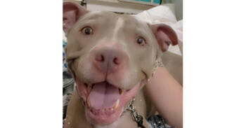 Rescue Pit Bull Terrier Dogs for Adoption in Dallas, Texas - Sweet Pea | PetCurious