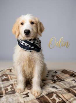 Odin -  Sheepadoodle Dog for Adoption in Chula Vista, California - Odin | PetCurious