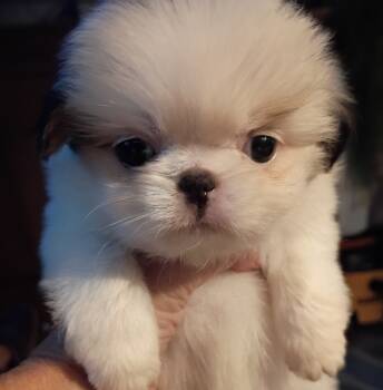 Abby -  Japanese Chin Dog for Sale in Spencer, Iowa - Abby | PetCurious