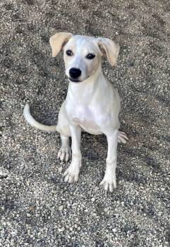 Jolene -  Mixed Breed Dog for Adoption in Lacon, Illinois - Jolene | PetCurious