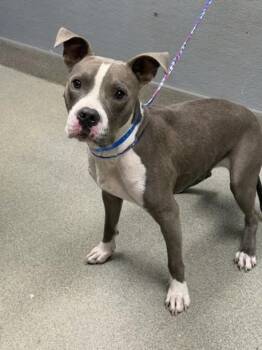 MENACE -  Pit Bull Terrier Dog for Adoption in Las Vegas, Nevada - MENACE | PetCurious