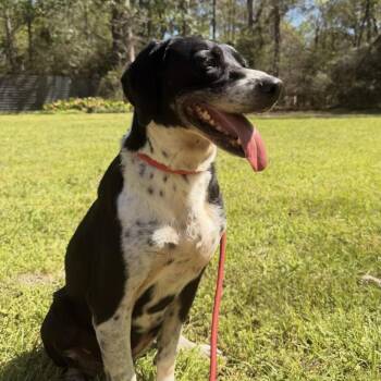 Bessie -  Hound Dog for Adoption in Magnolia, Texas - Bessie | PetCurious