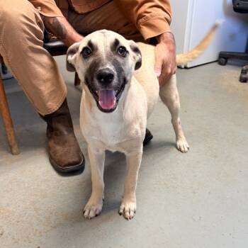 Ember -  Mixed Breed Dog for Adoption in Brentwood, Missouri - Ember | PetCurious