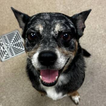 Remington -  Australian Cattle Dog Blue Heeler and Chihuahua Dog for Adoption in Hinesville, Georgia - Remington | PetCurious
