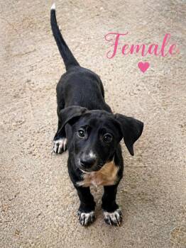 German Wirehaired Pointer and Labrador Retriever Dogs Available for Adoption in Trenton, New Jersey - Freya | PetCurious