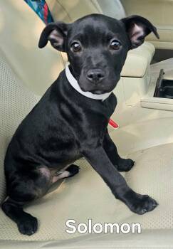 Chihuahua Dogs Available for Adoption in Franklin, Tennessee - PUPPY SOLOMON | PetCurious