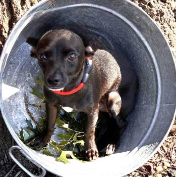 CASPER -  Dachshund and Chihuahua Dog for Adoption in Edgecliff Village, Texas - CASPER | PetCurious