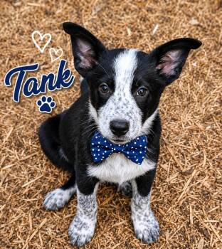 Tank -  Australian Cattle Dog Blue Heeler and Border Collie Dog for Adoption in Ooltewah, Tennessee - Tank | PetCurious
