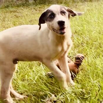 Rescue Catahoula Leopard Dog and Pointer Dogs for Adoption in Enfield, Connecticut - Wasabi | PetCurious