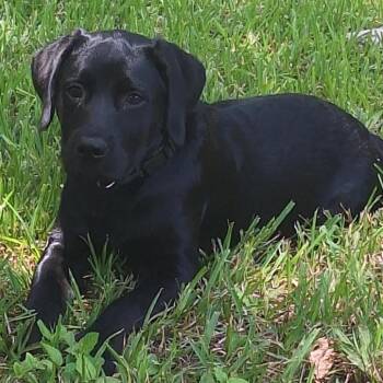 Lola -  Black Labrador Retriever Dog for Adoption in Lake Jackson, Texas - Lola | PetCurious