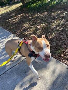 Mixed Breed Dogs Available for Adoption in Chamblee, Georgia - Revolve- IN FOSTER | PetCurious
