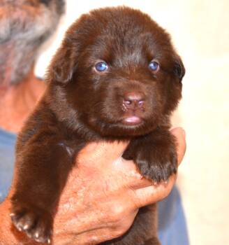 yellow girl -  King Shepherd Dog for Sale in Wittmann, Arizona - Yellow Girl | PetCurious
