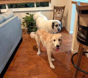 Rowan SAT -  Great Pyrenees and Golden Retriever Dog for Adoption in Quinlan, Texas - Rowan SAT | PetCurious