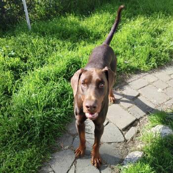 Doberman Pinscher Dogs Available for Adoption - MEECH | PetCurious