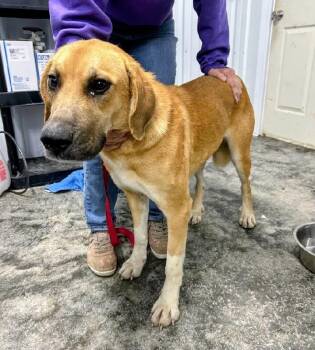 Happy -  Great Pyrenees Dog for Adoption in Scottsburg, Indiana - Happy | PetCurious
