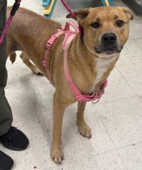 Black Mouth Cur and Mixed Breed Dogs Available for Adoption - Evangeline | PetCurious