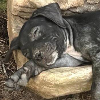 Betsy -  Black Labrador Retriever and Hound Dog for Adoption in Water Valley, Mississippi - Betsy | PetCurious