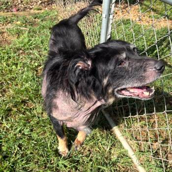 Stewie -  Mixed Breed Dog for Adoption in Parrish, Alabama - Stewie | PetCurious