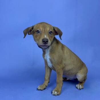 Miniature Pinscher and Chihuahua Dogs Available for Adoption - Kennedy | PetCurious