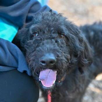 Labrador Retriever Dogs Available for Adoption in New York, New York - Poosh (GA) | PetCurious