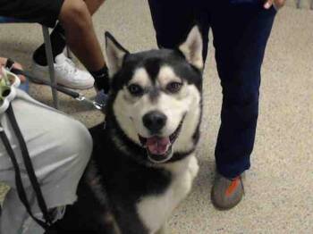 Siberian Husky Dogs Available for Adoption in Doral, Florida - SHADOW | PetCurious