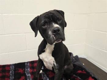 BANDIT -  Pit Bull Terrier Dog for Adoption in Auburn, California - BANDIT | PetCurious