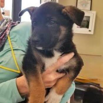 Shepherd Dogs Available for Adoption in Green Valley, Arizona - Allie | PetCurious