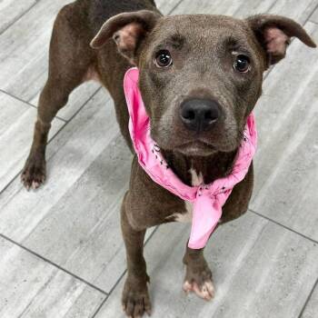Bristol -  Mixed Breed Dog for Adoption in Lufkin, Texas - Bristol | PetCurious