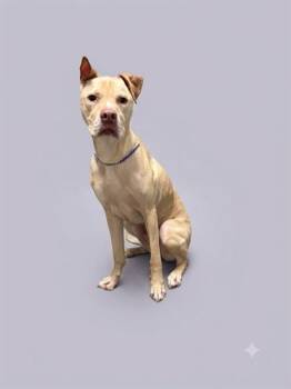 REX -  Mixed Breed Dog for Adoption in Jacksonville, Florida - REX | PetCurious