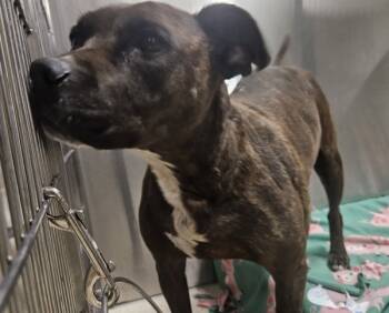 Rescue Mixed Breed Dogs for Adoption in Pontiac, Michigan - Raven/hw+ | PetCurious