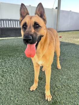 Rescue German Shepherd Dog Dogs for Adoption in Newport Beach, California - Lola | PetCurious
