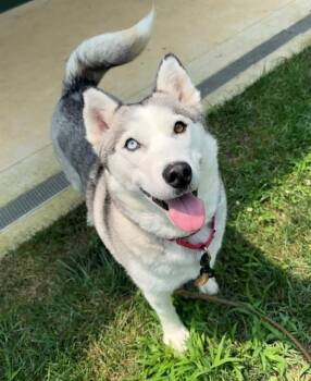 FAITH -  Siberian Husky Dog for Adoption in Leesburg, Virginia - FAITH | PetCurious