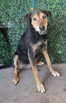 Diaz -  German Shepherd Dog and Mixed Breed Dog for Adoption in El Paso, Texas - Diaz | PetCurious