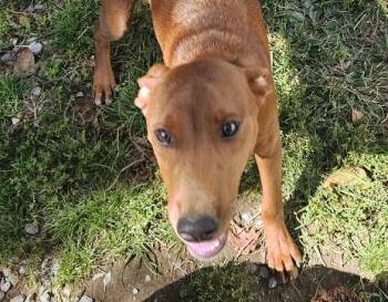 Finn Funny -  Yellow Labrador Retriever and Redbone Coonhound Dog for Adoption in Andover, Massachusetts - Finn Funny | PetCurious