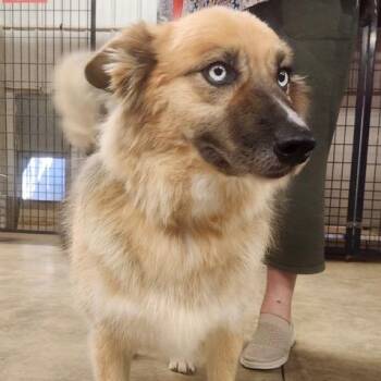 Cricket -  Shepherd and Australian Shepherd Dog for Adoption in Tulsa, Oklahoma - Cricket | PetCurious