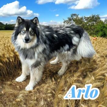 Husky Dogs Available for Adoption - Arlo | PetCurious