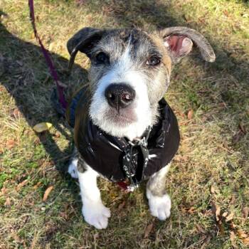 Rescue Mixed Breed and Standard Poodle Dogs for Adoption in Hopkinton, Massachusetts - Mozart | PetCurious