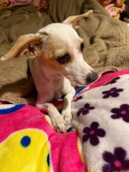 Rescue Chihuahua and Terrier Dogs for Adoption in Fresno, California - Gummie | PetCurious