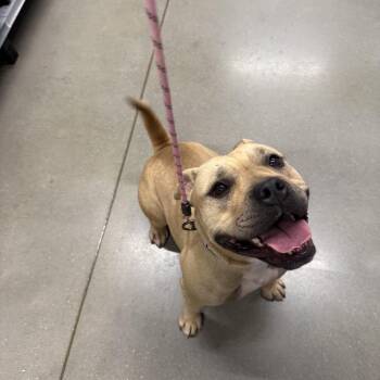 Freya -  Mixed Breed Dog for Adoption in Baton Rouge, Louisiana - Freya | PetCurious