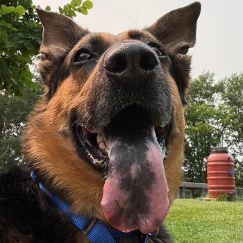 Nala -  Mixed Breed Dog for Adoption in South Burlington, Vermont - Nala | PetCurious