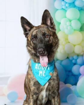 Leon -  German Shepherd Dog and Siberian Husky Dog for Adoption in Frisco, Texas - Leon | PetCurious
