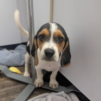 Beagle Puppies -  Beagle Dog for Adoption in Oconto, Wisconsin - Beagle Puppies | PetCurious