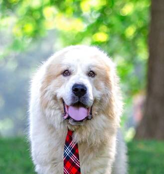 Hudson -  Great Pyrenees Dog for Adoption in Coatesville, Pennsylvania - Hudson | PetCurious