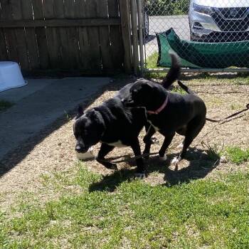 Shepherd and Mixed Breed Dogs Available for Adoption in Jacksboro, Tennessee - Hibachi | PetCurious